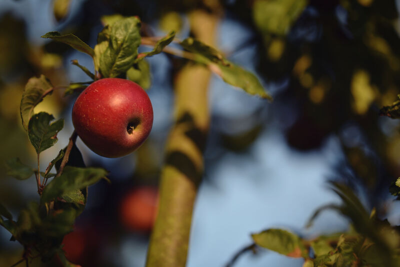 jablko na stromě